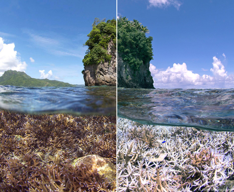Corals go from healthy to bleached. The Ocean Agency